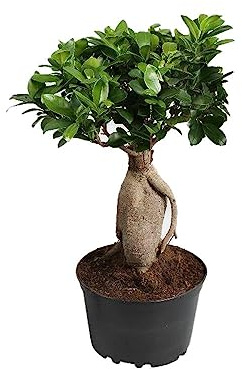 Ficus Retusa Natural Exuberante Árbol Bonsái de Interior para Principiantes