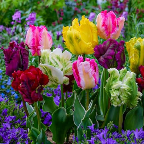 Wunderschöne Tulpen in seltenen Farben, gemischte Farben, winterharte Zwiebeln, mehrjährige, farbenfrohe Tulpenblüten-5 zwiebel