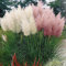 WEISSE & ROSA KOMBI CORTADERIA SELLOANA PAMPASGRAS MIT TOPF PUMILA HOCHDEKORATIV
