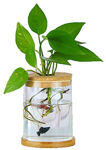 MMIAOO Hydroponic Plant Glass Container,Glass Mini Vase - Micro Landscape Ecological Bottle,Home Decoration Vase,for Water Plants or Flowers,Garden Wall Decoration (Cylinder, 10 * 12cm)