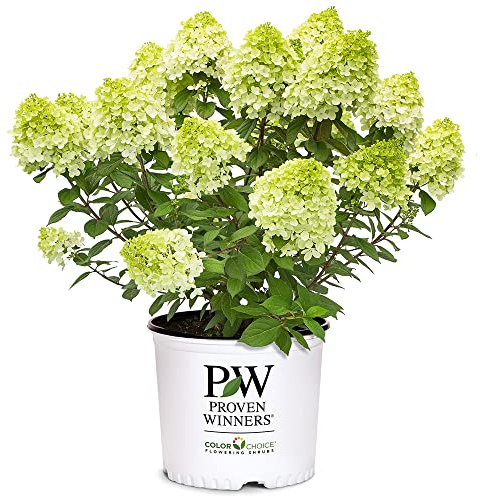 Proven Winners 2 Gal. Little Lime Punch Hydrangea Shrub