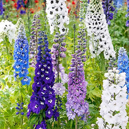 Suttons - Delphinium Seeds - Magic Fountains Mix