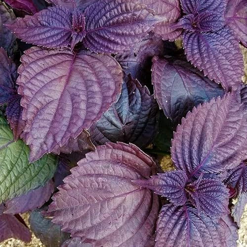 TomorrowSeeds - Purple Perilla (Shiso) Seeds - 500+ Count - For 2026 Planting Aka Jiso Beefsteak Leaf Green Tia To KKaennip Basil Mint Herb Garden Asian Vegetable Grow Your Own Home Farm Patio Healthy