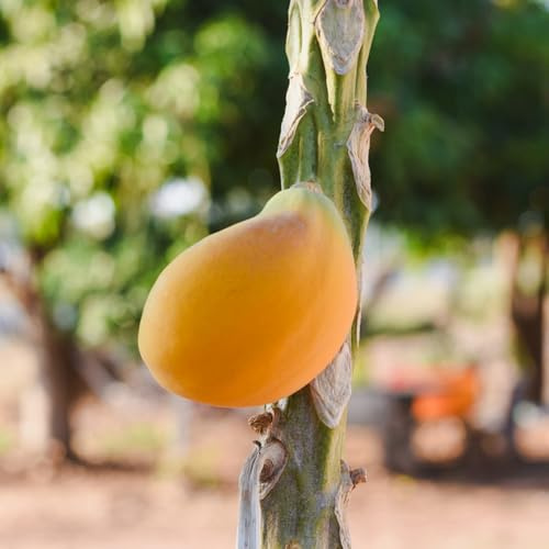 Semillas de plátano indio,Maceta bonsái,árbol para jardín maceta,jardín,decorativas columnares 50pcs