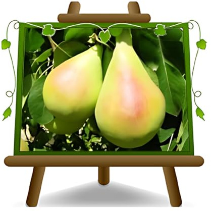 EURO PLANTS VIVAI Pero Coscia – Pianta da Frutto Antico su Vaso ø 24/26 cm - Altezza 160~180 cm - Età 4 Anni