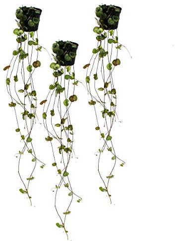 3er Set Ceropegia woodii, Leuchterblume