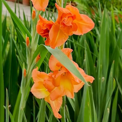 Gladiolenzwiebeln : Gladiolus - Gladiole  Lizzy  5 Blumenzwiebeln Gr.: 8/10