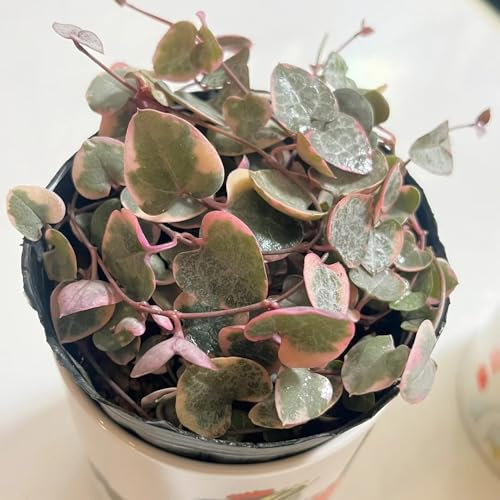 leuchterblume hängend samen hängepflanzen, zaun deko vines, ceropegia woodii, winterharte pflanzen für balkon bonsai samen, winterharte kübelpflanzen green wall, pflanzen deko vine 150pcs