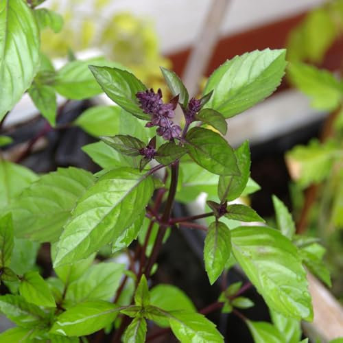 PREMIER SEEDS DIRECT - HERB Seeds - Basil Licorice - 800 Seeds