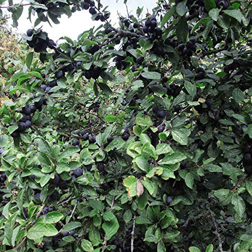 Suttons Prunus spinosa, Blackthorn, Sloe, Hedge, Hedging, Hardy, Tree, 1 x 2-Litre Potted Plant