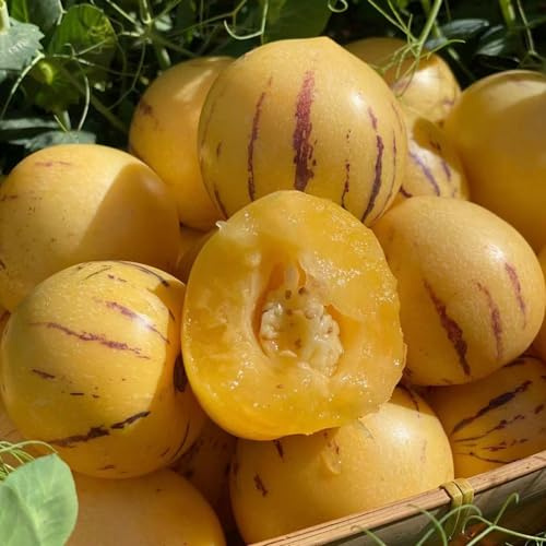 Pera melone, semi di pera melone - semi di vecchie varietà esotico raro da frutto acquistare da frutto colonnare colonnari frutteto 50pcs