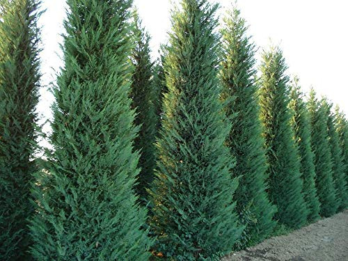 Cipresso di Leyland Cupressocyparis leylandii pianta in vaso ø26 h. 175/200 cm Vivaio di Castelletto