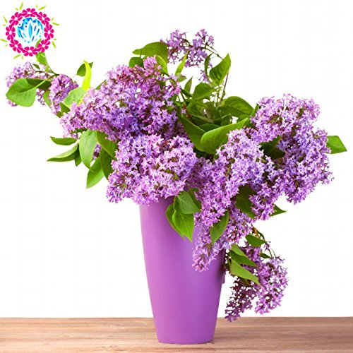 semences arbre de papillon plante en pot lilas arbuste 100pcs / sac