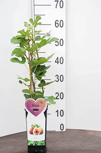 Pianta di ficoBrown Turkey su vaso alto cm 12 h65