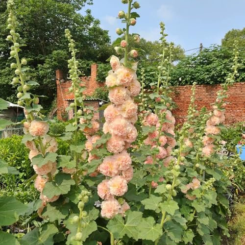 stockrosen samen winterhart mehrjährig - sommerblumen samen kübelpflanzen indoor garten stockrosensamen gartenblumen mehrjährig winterhart schmetterlingswiese blumensaat blumensamen 200pcs