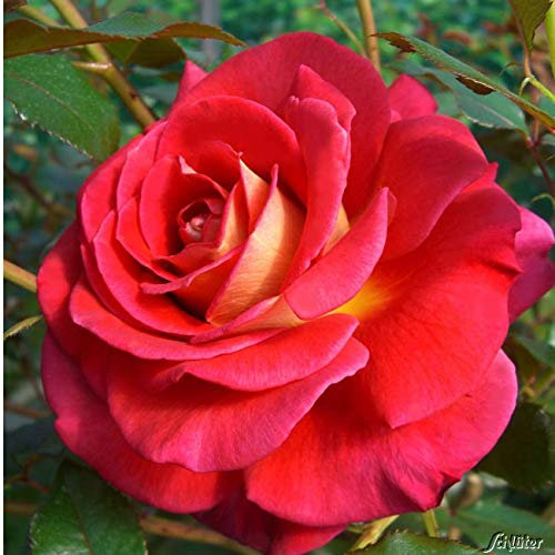Edelrose Copacabana in rot mit cremegelb - Duftrose winterhart - Rosen-Blüte in rot mit cremegelb - Rose mittelstark duftend als wurzelnackte Rose in A-Qualität von Garten Schlüter - Pflanzen in Top Q