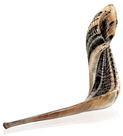 Holy Voice Kosher Ram Shofar Horn from Israel 14-16 Traditional Half Polished, Holy Land Ancient Jewish Musical Instrument, Smooth Mouthpiece for Easy Blowing, Clear Sound Shofar