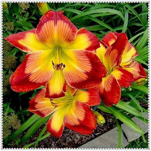 Hemerocallis Perennes: Rizomas Llamativos/Excelentes para Jardín ＆ Plantación en Interiores/Exteriores-a-5 Rizomas