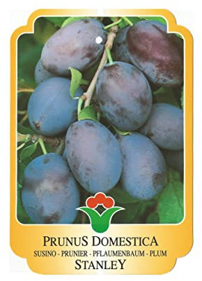Vannucci Piante - Alberi da frutto, piante vere da frutta, piante giovani, piante da esterno (Susino - Prunus domestica 'Stanley')