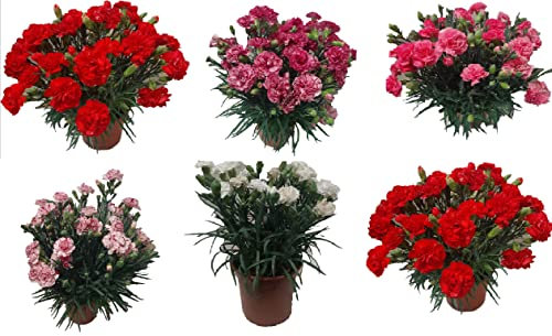 Clavel Pack 6 Plantas Naturales (DIANTHUS CARNELIA) 13 cm ø - Vipar Garden 2