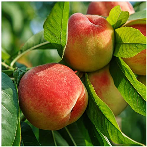 'Peregrine' Peach Tree 4-5ft Self-Fertile,Excellent Rich Flavour,Early Cropping 3fatpigs®