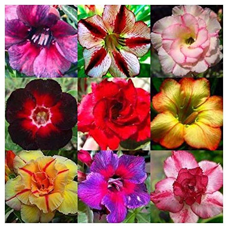 Exotic Plants Adenium obesum Mixed Colours - Rose du désert - Faux Baobab Couleurs mélangées - 10 graines