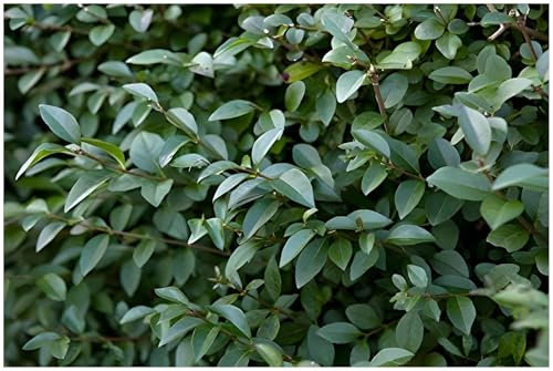 10 x Ligustrum lucidum (Gehölz/Heckenpflanze/Winterhart/Mehrjährig/Immergrün) Glänzender Liguster - Immergrün und majestätisch in jeder Jahreszeit - toller Duft - von Stauden Gänge