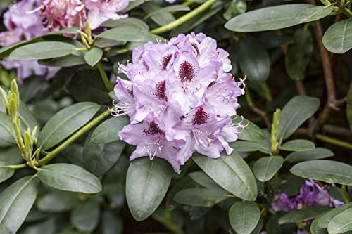 Rhododendron Hybride 'Humboldt' 40–50 cm – Winterhart, Immergrün, Mehrjährig – Rhododendron – Zierstrauch für Garten & Kübel