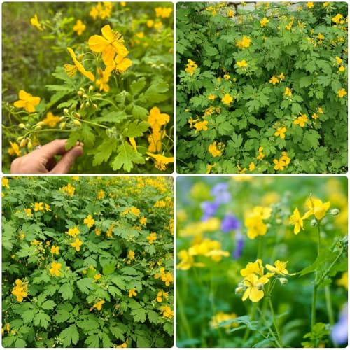 Semillas de celidonia - Chelidonium majus- organicas semillas de silvestres de jardín 300pcs