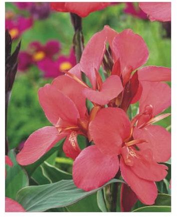 AGRONOM | CANNAS INDIAS - CRIMSON BEAUTY | Bulbos de flores perennes | Flores rosas | Cultivadas en jardines de flores, macetas y céspedes floridos | 1 bulbo