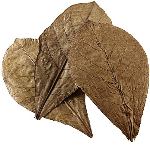 Hobby 51100 Nano Catappa Leaves, 12 Stück