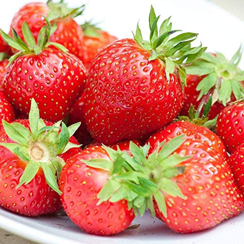 Strawberry 'Flamenco' Bare Root Everbearer Garden Bush Fruit Plants (5 Plants)