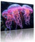 Méduse Puzzle Adulte 3000 pièces Educa Puzzles Classiques Impossible Rêve Je m'emmerdais Qualité Supérieure Mystery Challenge, avec Inclure Colle, pour Adultes et Enfants Jeu éducatif 81x122cm t-927