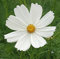 Seeds 100 semi cosmos bipinnatus - bianco puro (Cosmos 'Purity') Semi Fiore di campo: Seeds not a live plants