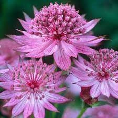 Nouveau frais 70pcs graines de fleurs d'Astrantia