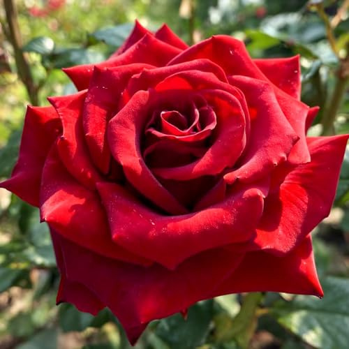 Rosa ‘Black Magic’ - Lote de 2 Plantas a Raíz Desnuda - Flores de Color Rojo Oscuro-Negruzco, Resistente y Perenne para Borduras Dramáticas