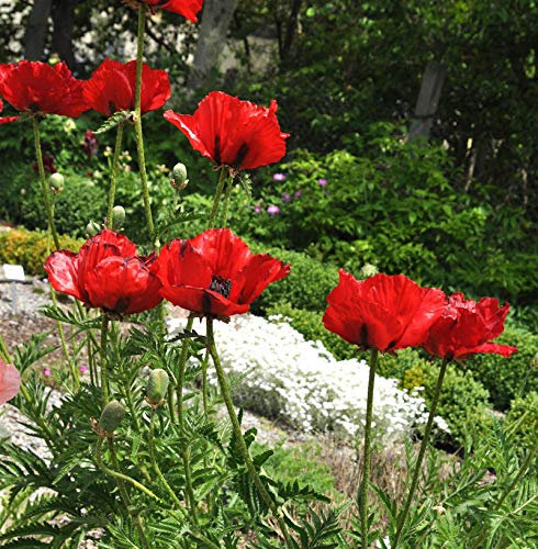 Türkischer Mohn Beauty of Livermere - Papaver orientale