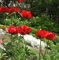 Türkischer Mohn Beauty of Livermere - Papaver orientale