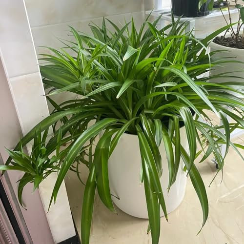 50 pcs Grünlilie Kaufen Samen balkon pflanze, pflanzen samen Grünlilie Hängend luftreinigende zimmerpflanzen kräuterbeet indoor garten geschenk grünpflanzen, topfpflanzen topfpflanzen