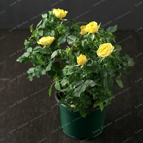 Nouvelles Graines De Rosiers Miniatures Pour Le Jardinage Jaune Paquet De 100 Graines