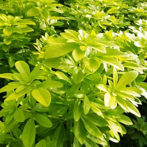 semillas azahar de oficina de balcón techos verdes decorativa Cubresuelos resistentes jardín maduran temprano 350pcs