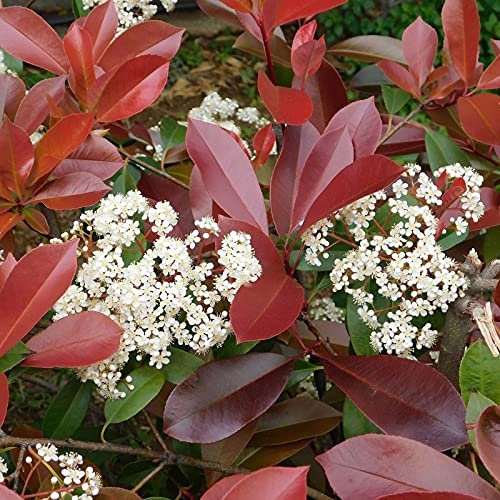 Fotinia Siepe, Photinia x Fraseri Red Robin, Pianta in Vaso ø 24 cm, Pianta da Siepe h. 125/150 cm, Vivaio di Castelletto