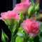 500 Pièces Graines d'Eustoma, Graine de Fleurs d'Eustoma, Graines Fleurs à Semer, Rare Semences de Lisianthus pour Jardin et Balcon, Tolérant à La Sécheresse, Adapté aux Débutants (Rose)