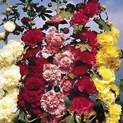 Pack Hollyhock Seed Chaters Double Mix Garden Flower Seeds Kings