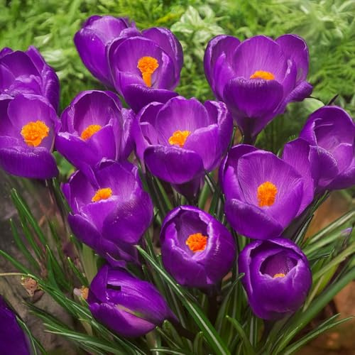 10 bulbes de Crocus vernus 'Flower Record' | Circonférence 8/9 cm | Bulbes provenant des meilleurs producteurs néerlandais | Sélection et contrôle qualité | Floraison garantie