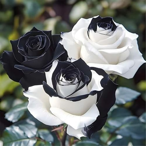 Rose ornamentali - Perenni resistenti e facili da coltivare - Adatte alla piantumazione in diverse posizioni - Splendida decorazione per casa e terrazzo-1 root-B