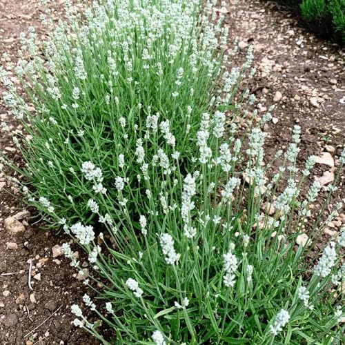 semi di lavanda biologici - resistenti esterno vecchie varietà 550pcs