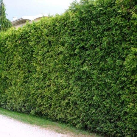 20 Thuja Brabant 100-125cm ohne Wurzel gemessen frisch vom Feld Gartenhecke Heckenpflanzen Immergrüner Lebensbaum Wurzelware