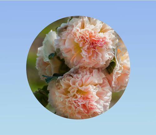 50 Graines de Rose Trémière 'Saumon' - 'Alcea rosea' - Fleur élégante et majestueuse, facile à cultiver pour des murs de fleurs spectaculaires