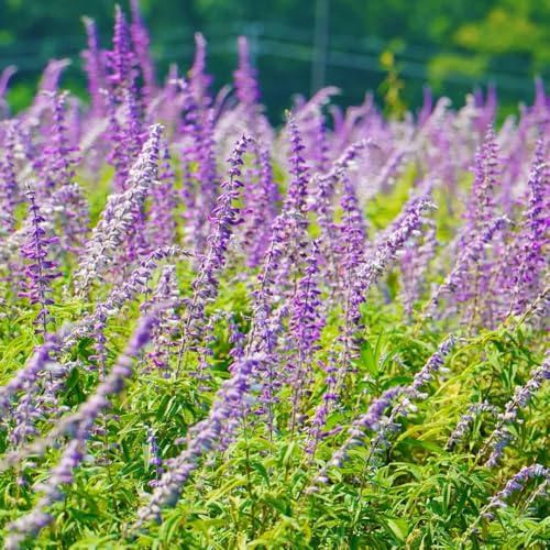 salvia comprare semi, medicinali da appartamento di salvia resistenti da interno 800pcs